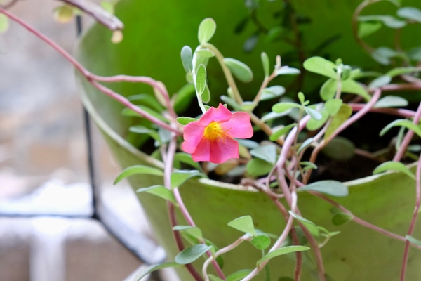 Moss rose in a pot hanging from my window